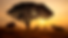 TAT Stock Images (5).png