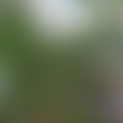 Best Pruning Practices for Strong, Wind-Resistant Trees