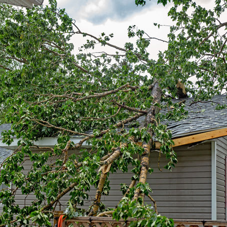 Best Pruning Practices for Strong, Wind-Resistant Trees