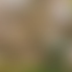 Best Low-Maintenance Trees for South Florida (Native & Drought-Tolerant)