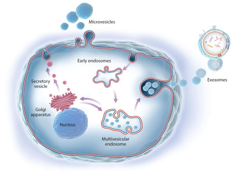 Extracellular vesicles for tissue regeneration