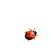 ladybug.gif
