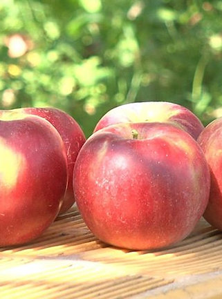 100％りんごジュース【紅玉】