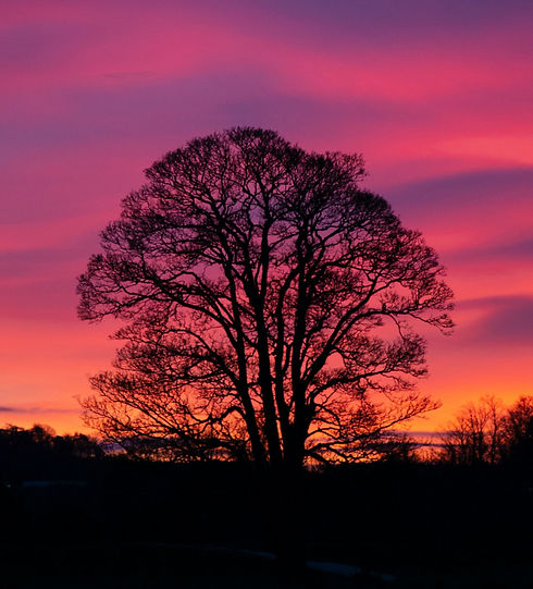 tree-dawn_edited.jpg