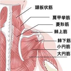 頭痛、肩こりの筋肉