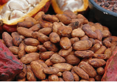 Export of cocoa beans from Madagascar