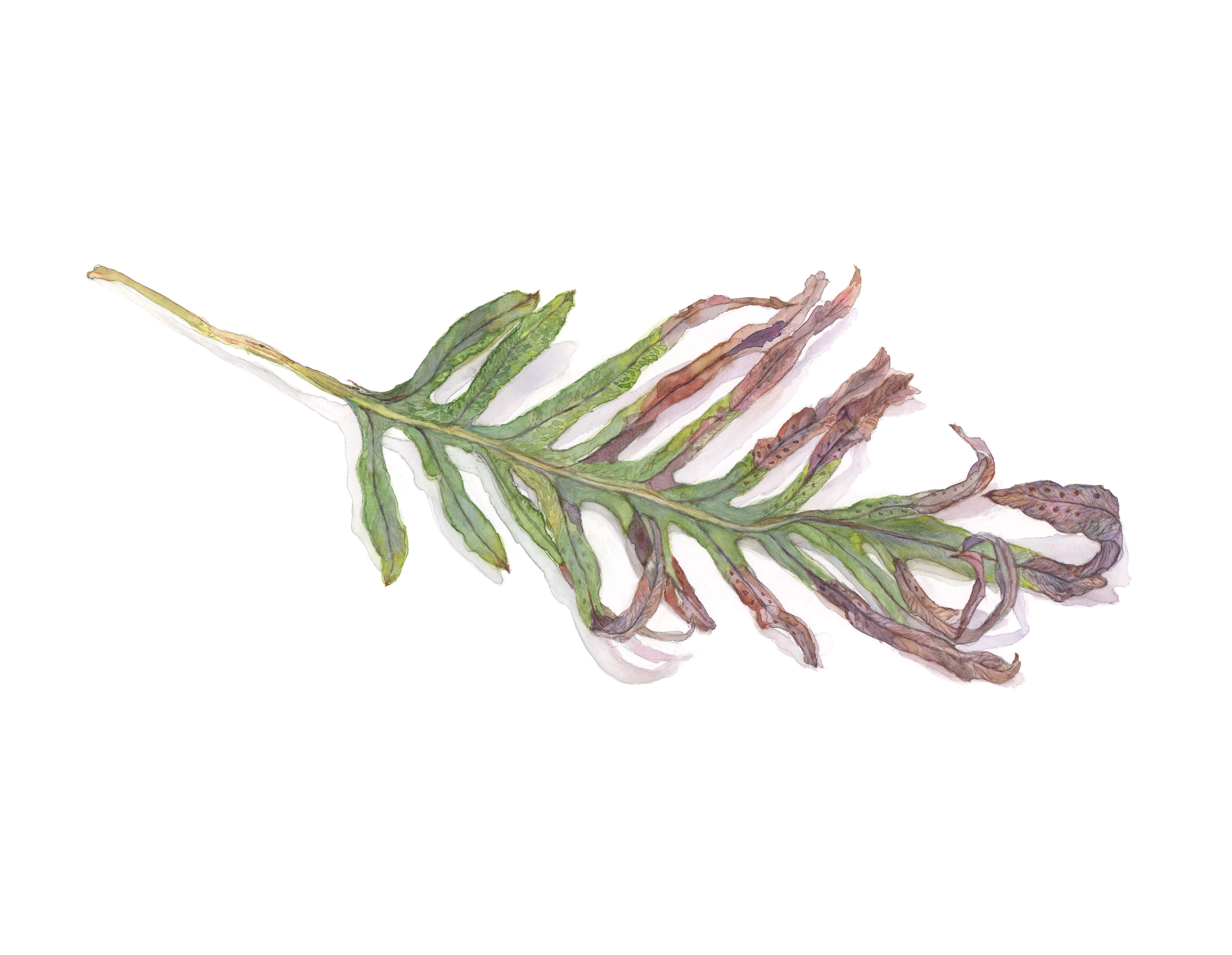 עלה לפטוסילוס