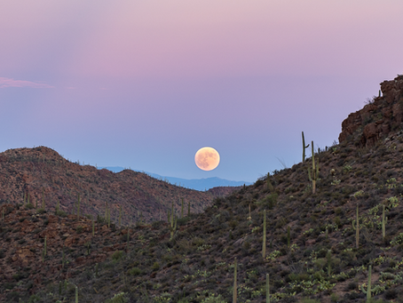 Moon rising over a saguaro cactus in the desert, symbolizing reflection and growth to maximize your coaching experience.