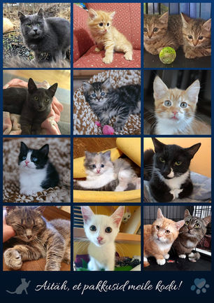 Juuli 2020 - Kiisude statistika