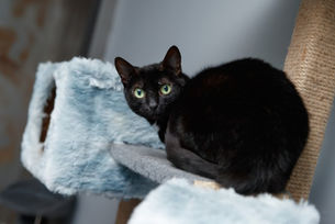 "Täiesti terved ja sõbralikud kodukassid viiakse kliinikusse surmasüstile."