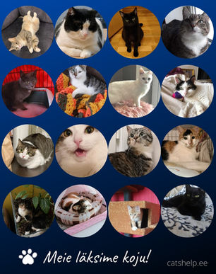 Aprill 2021 - Kiisude statistika