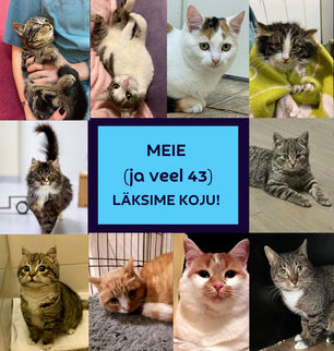 Jaanuar 2021 - Kiisude statistika