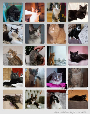 Jaanuar 2022 - Kiisude statistika