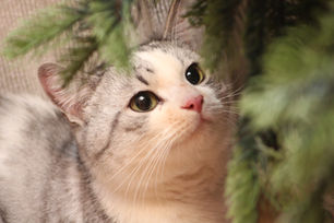 JAANUAR 2020 kiisude statistika