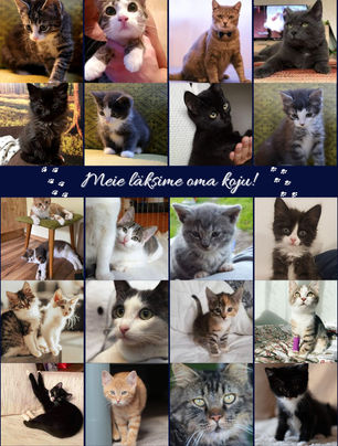 Oktoober 2020 - Kiisude statistika