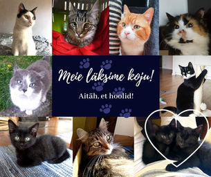 Mai 2020 - Kiisude statistika