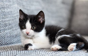 NOVEMBRI 2019 kiisude statistika!