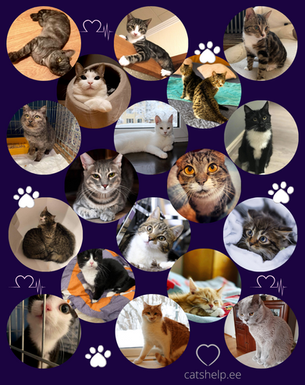 Veebruar 2021 - Kiisude statistika