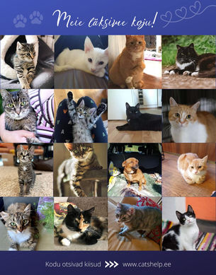 August 2020 - Kiisude statistika