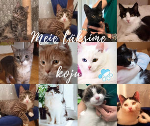 Aprill 2020 - Kiisude statistika