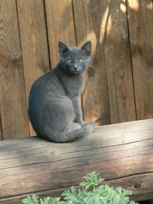 Uskumatu päästemissioon Õismäel: kassipoeg istus nädal aega ventilatsioonišahtis lõksus