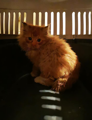 Dramaatiline päästemissioon Lasnamäel: kassipoja püüdmiseks tuli riided seljast visata