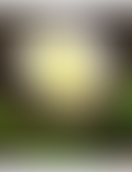 Belém vira palco de show global pela Amazônia às vésperas da COP30