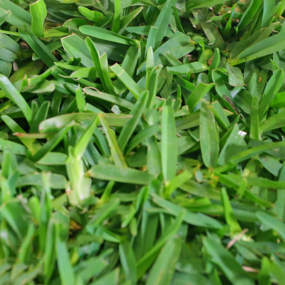 Palmetto St. Augustine Sod.jpg