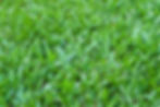 Bitter Blue St Augustine Sod.jpg