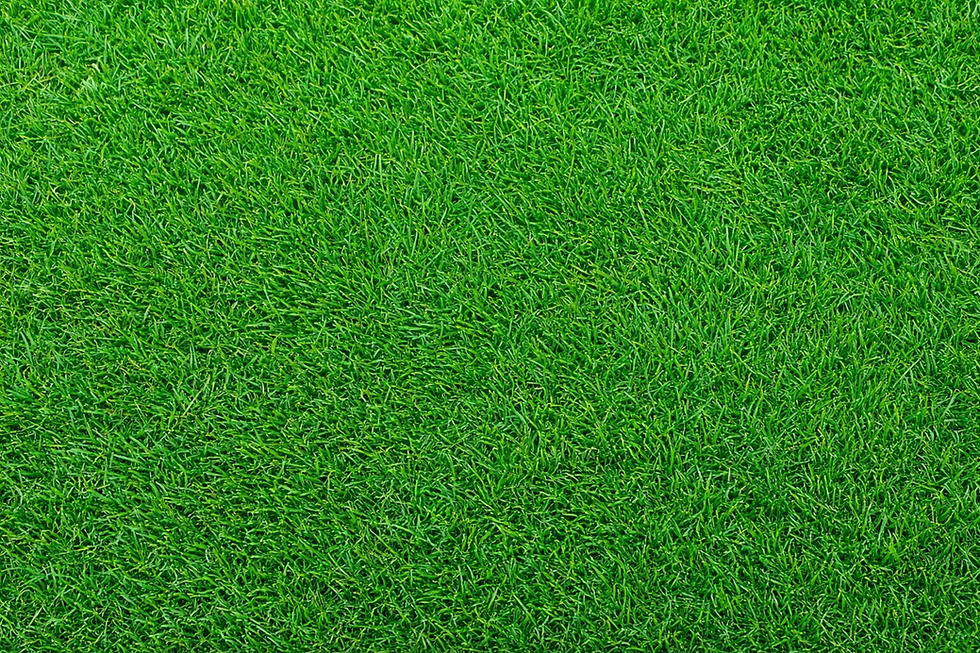 Empire Zoysia sod.png