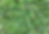 Floratam St Augustine sod.png