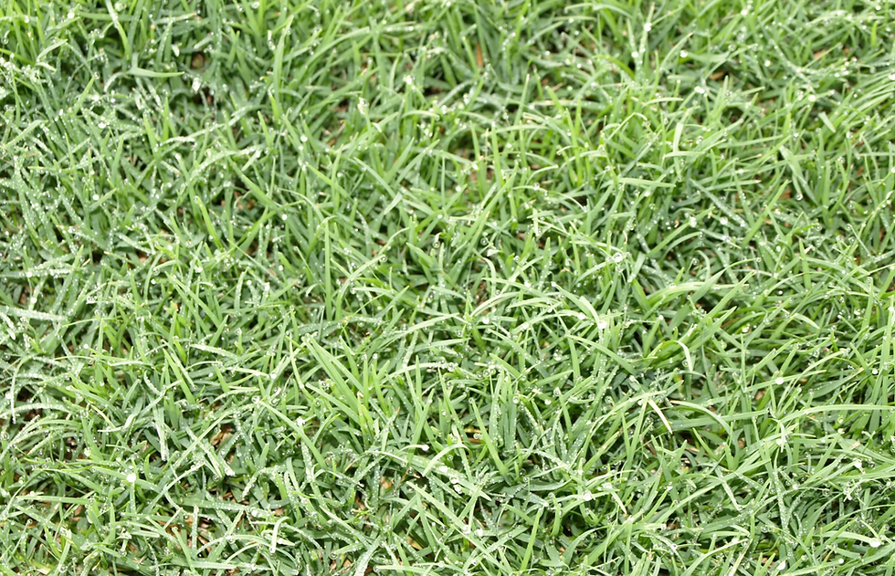 Celebration Bermuda Sod.png