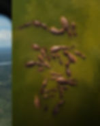 Aerial view of hippos in a green safari gallery landscape.