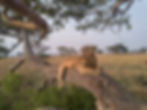 Lioness resting on a tree branch in a safari gallery.
