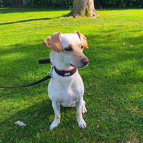 Roo | Chihuahua/Cocker Spaniel Mix | Alhambra, CA | In Training