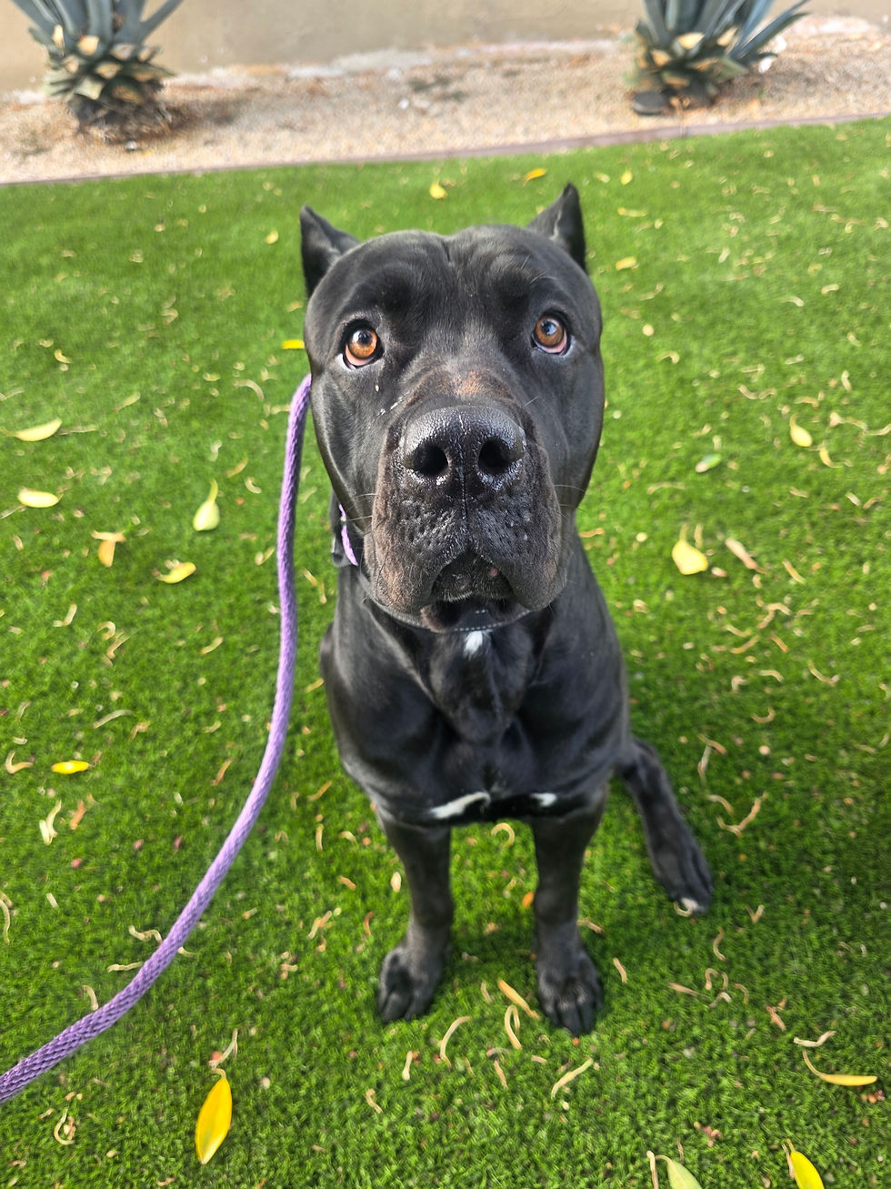 Kobe | Cane Corso | Lakewood, CA | In Training
