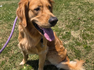 Arlo | Golden Retriever | Los Angeles, CA | In Training