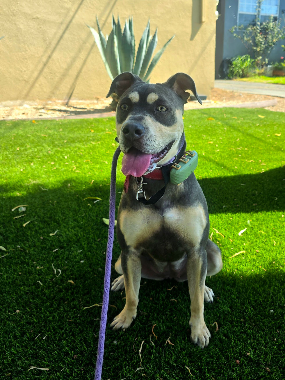 Lucy | Mixed Breed | Carson, CA | In Training