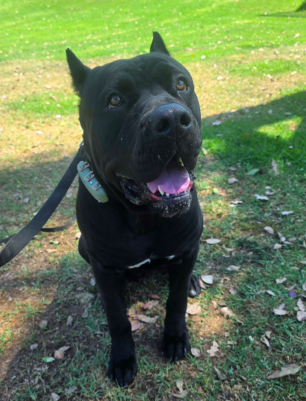 Kobe | Cane Corso | Lakewood, CA | Boarding
