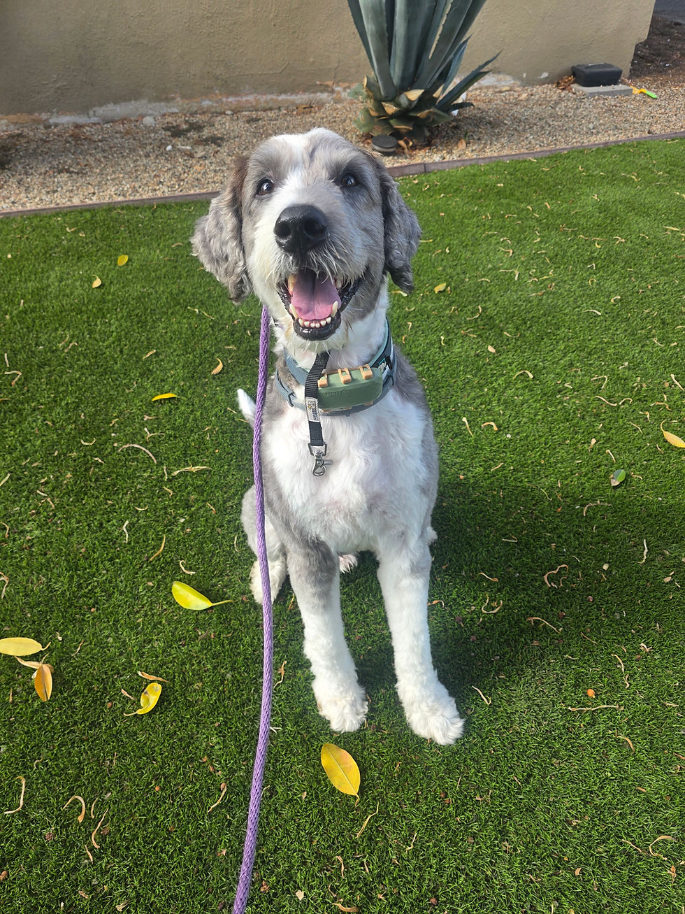 Jack | Sheepadoodle | Glendora, CA | In Training
