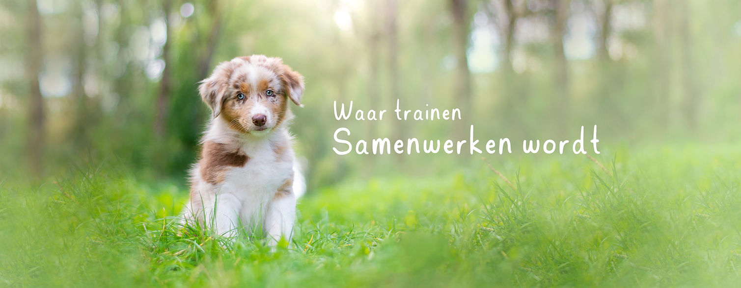 bamnner website new.jpg