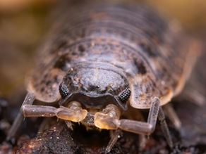 Roly Poly, It's All Holy