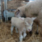 October Lambing Experience