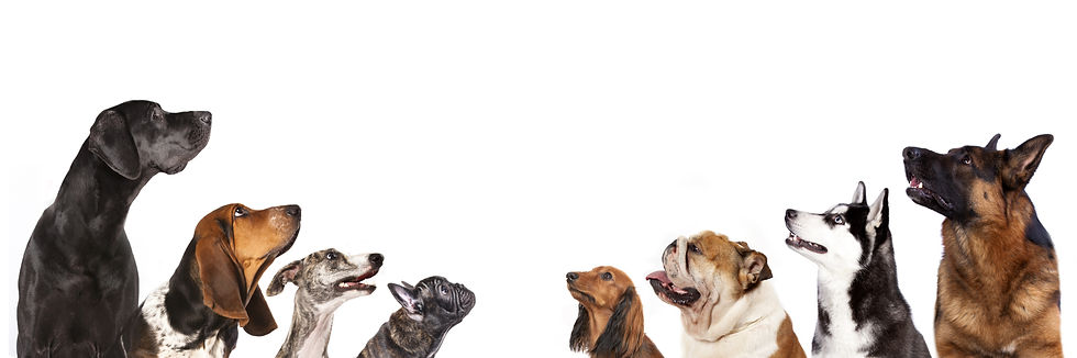 色々な犬種の犬達