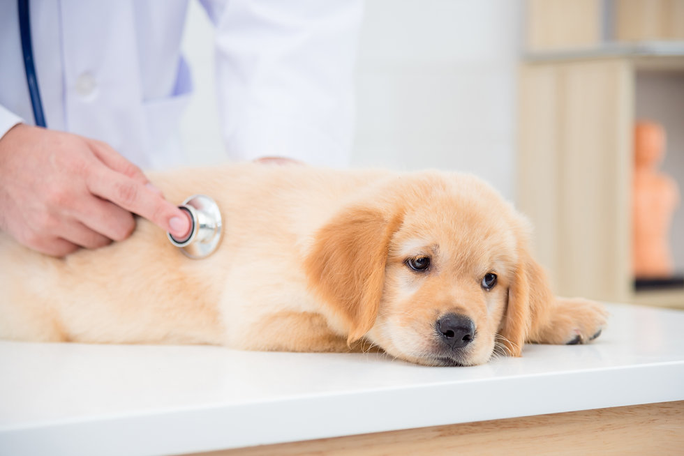 診療されている犬