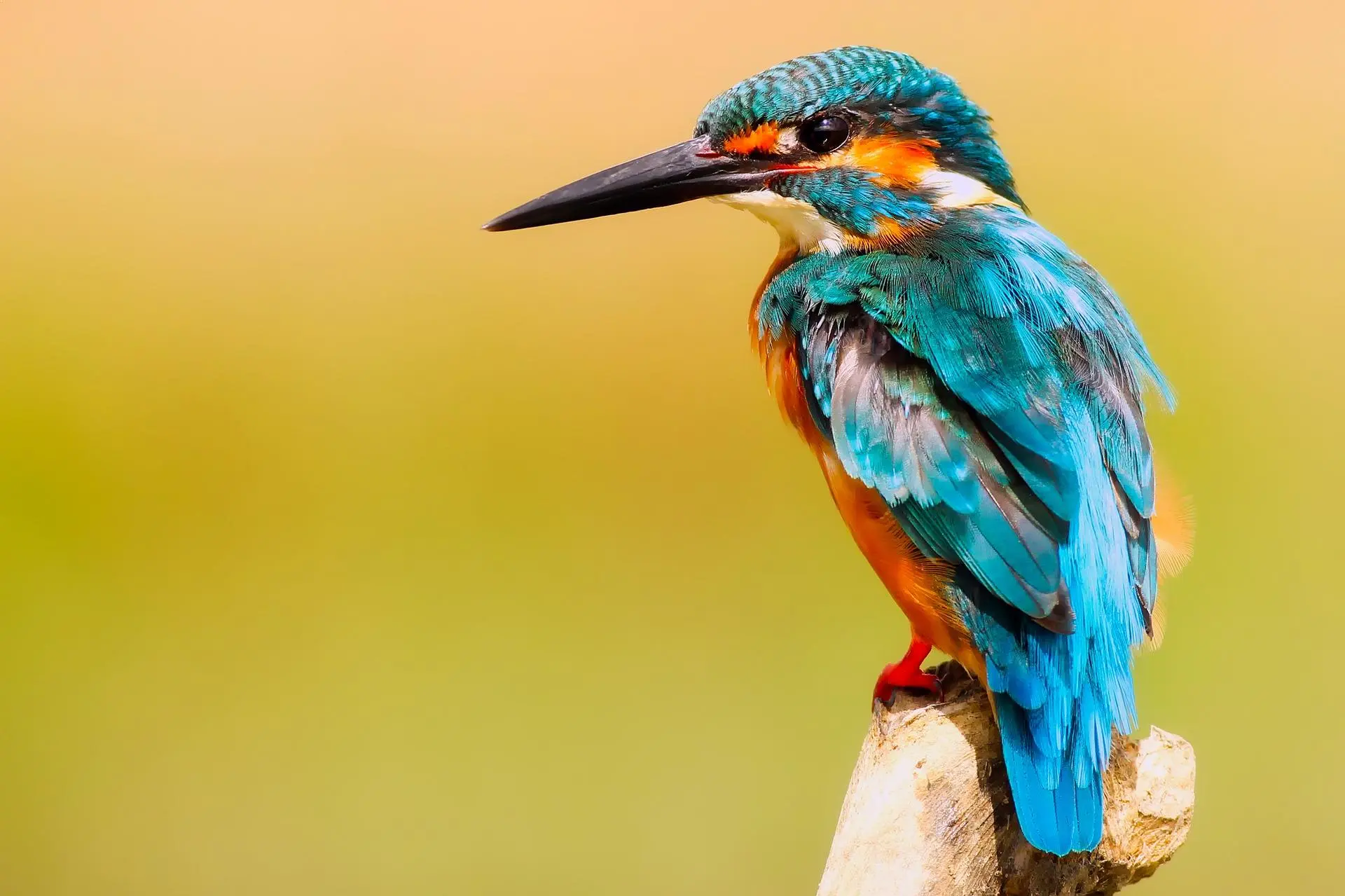 KINGFISHER.webp
