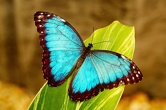 bluemorphoz.jpg