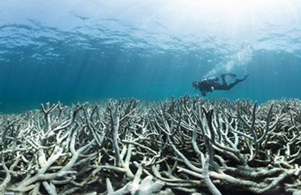 bleached coral reef, scuber diver
