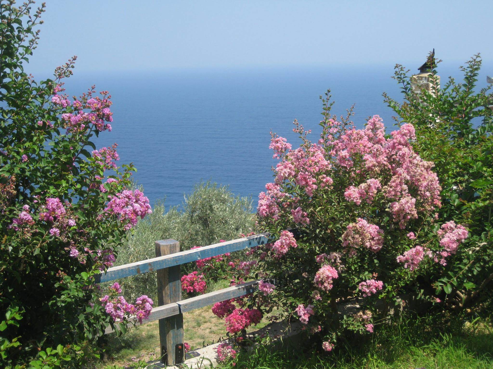 Flowers and Sea View