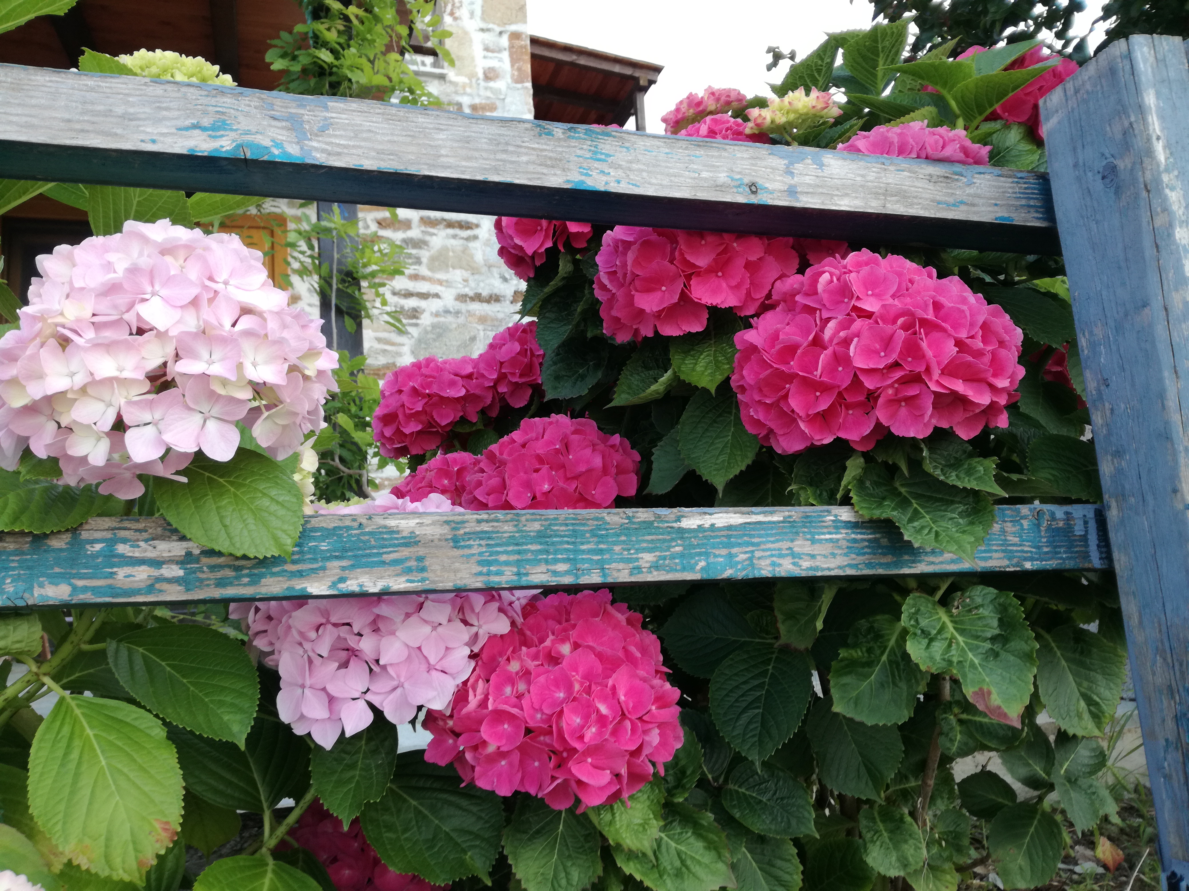 Flowers Blooming at Sunrise View